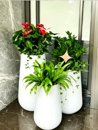 镇海绿植租赁常见疑问行业深度分析，全面解读